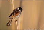 Emberiza schoeniclus