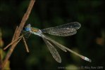 Emerald damselfly