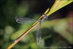 Emerald damselfly