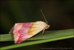 Eublemma purpurina