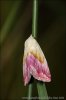 Eublemma purpurina