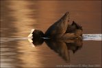 Eurasian Coot