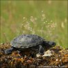 European pond Turtle