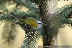 Firecrest