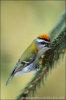 Firecrest