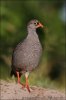 Francolin à bec rouge