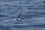 Franklin's Gull