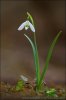 Galanthus nivalis