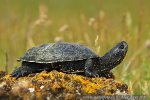 Galápago europeo