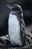 Galapagos Penguin