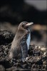 Galapagos Penguin