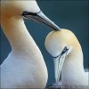 Gannet utara