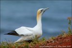 Gannet utara