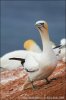 Gannet utara