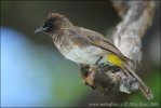 Garden Bulbul