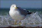 Gaviota de Delaware