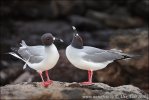 Gaviota de Galápagos