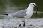 Gaviota reidora americana