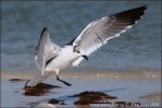 Gaviota reidora americana