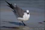 Gaviota reidora americana