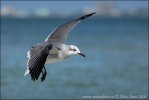 Gaviota reidora americana