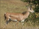 Gazella granti