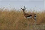 Gazella Thomsonii