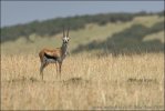 Gazella Thomsonii