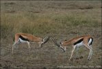 Gazelle de Thomson