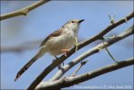 Gestreepte prinia