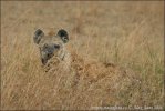 Gevlekte hyena