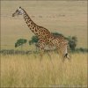 Girafa-masai