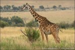 Girafa-masai