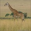 Girafe Masaï