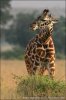 Giraffa camelopardalis tippelskirchi