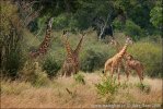 Giraffa camelopardalis tippelskirchi