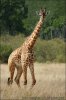 Giraffa camelopardalis tippelskirchi