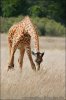 Giraffa camelopardalis tippelskirchi