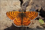 Glanville Fritillary