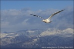 Glaucous-winged Gull