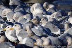 Glaucous-winged Gull