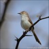 Graceful Prinia