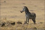 Grant's Zebra