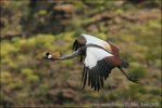 Gray Crowned-Crane