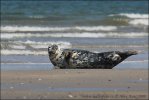 Gray Seal