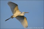 Great White Egret