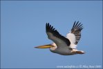 Great White Pelican