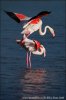 Greater Flamingo