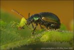 Green Dock Beetle