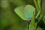 Green Hairstreak